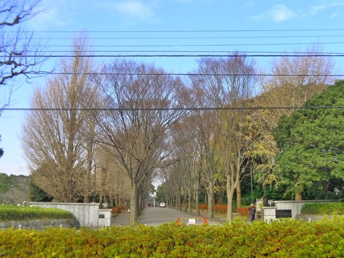 青葉の森公園(公園)まで1200m グランド千葉東