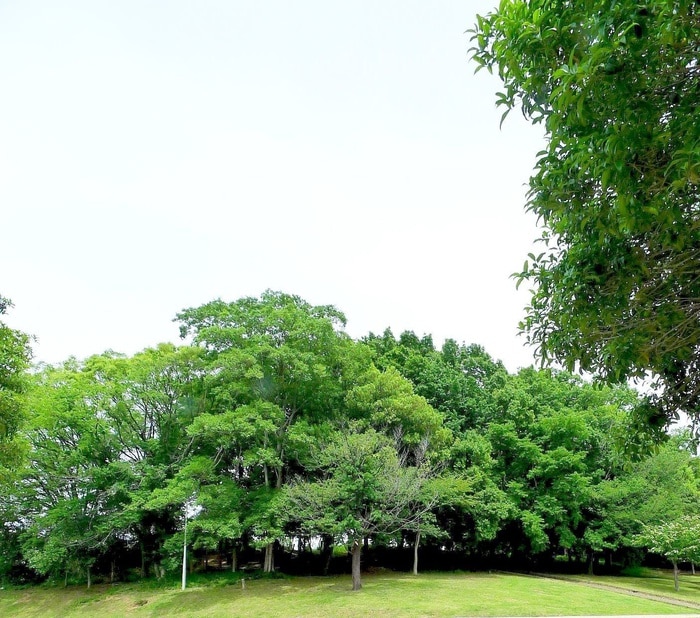 大間木公園(公園)まで630m クラウンマンション