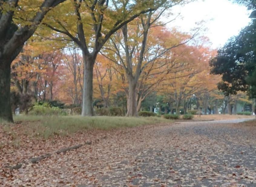 都立駒沢公園　東口(公園)まで456m ａｌｖｅａｒｅ東が丘