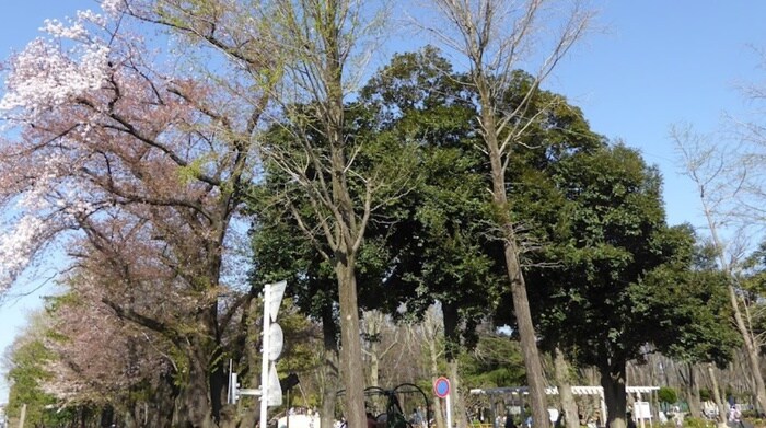 城北中央公園少年野球場(公園)まで568m ハイツ氷川台