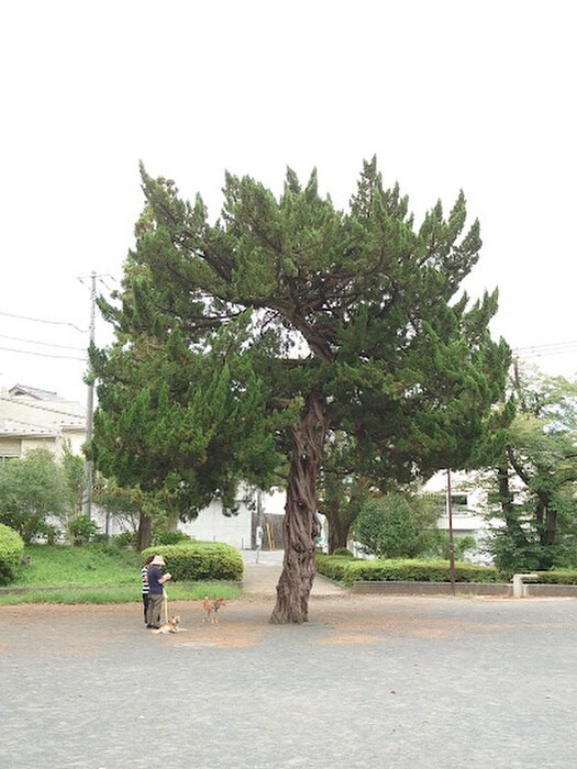 つつじが丘公園(公園)まで550m 藤が丘１１号棟