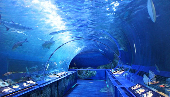 品川水族館(美術館/博物館)まで1200m 杉田ハイツ