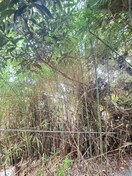 室内からの展望 ジョイフルカ－サ