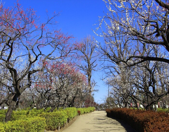 羽根木公園(公園)まで432m 東松原ハイツ