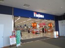 ノジマ(電気量販店/ホームセンター)まで1700m ベルエールＢ棟