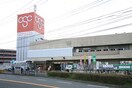 Olympic(オリンピック) 今宿店(スーパー)まで296m リ－フハイムＢ