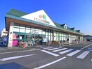 マルエツ菅野店(スーパー)まで850m ディアコート菅野