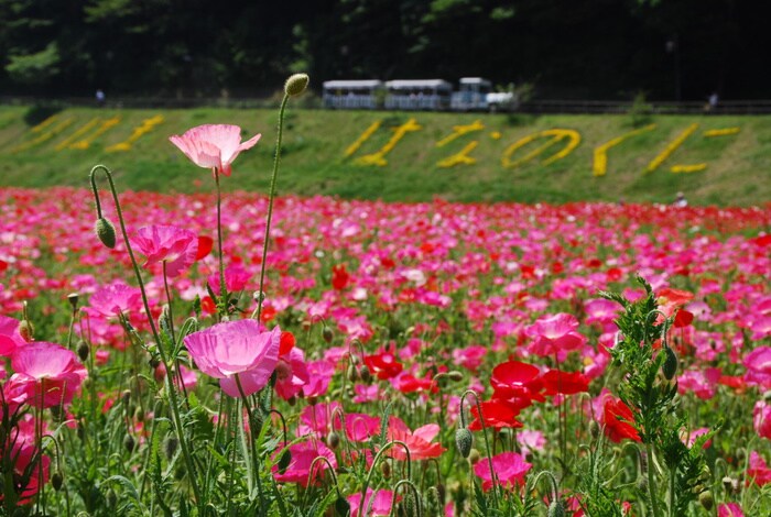 くりはま花の国(美術館/博物館)まで750m レオパレス久里浜第６