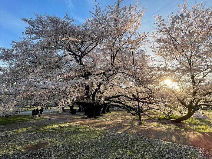 砧公園(公園)まで367m ＫＴハイム