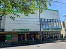 コープ 中野鷺宮店(スーパー)まで338m ジョリ－フラット