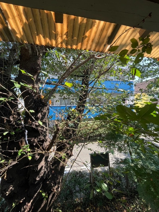 周辺環境 パインクレスト