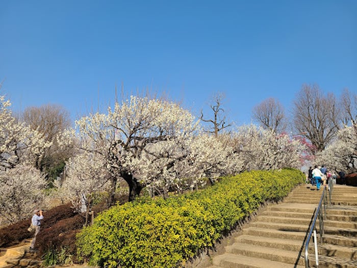 羽根木公園(公園)まで450m ツヴァイビル