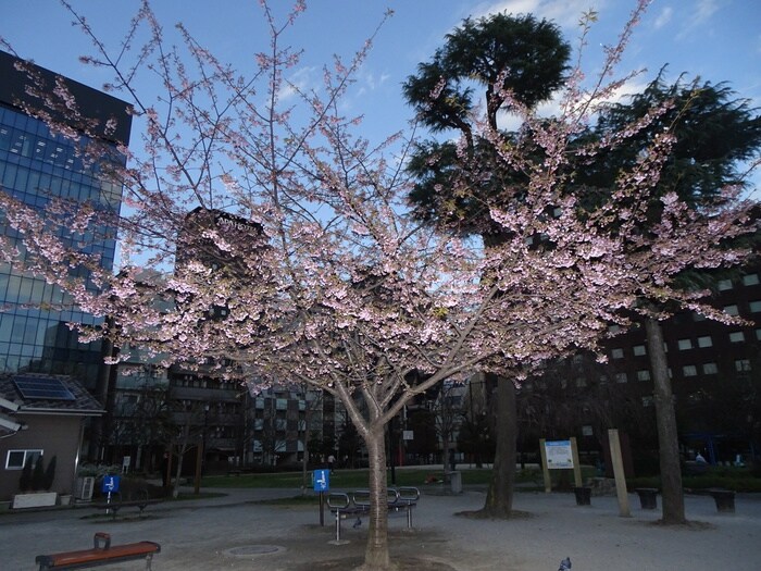 南桜公園(公園)まで10m クインズビル