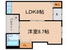 フェリスタス 1LDKの間取り