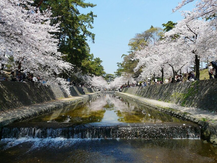 夙川(公園)まで60m シャーメゾン北夙川Ａ