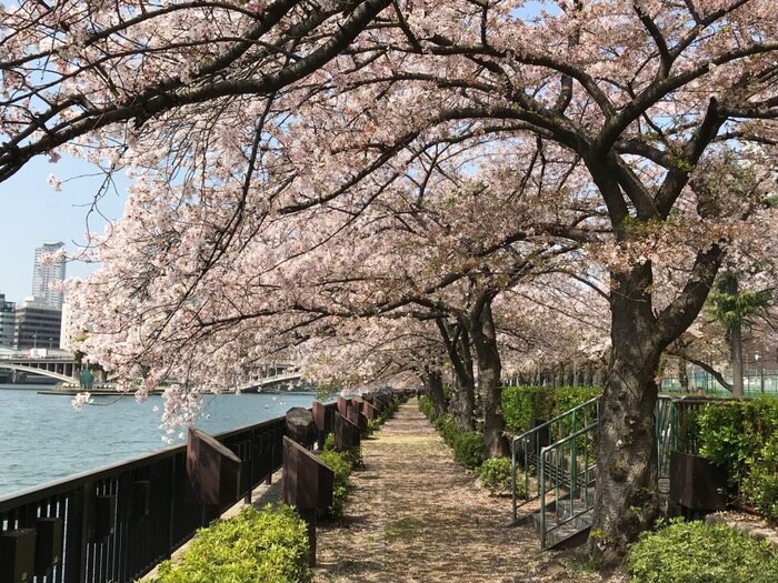 南天満公園(公園)まで180m ﾊﾟｰｸﾅｰﾄﾞ中之島公園ﾛｼﾞｭﾏﾝ(1502)