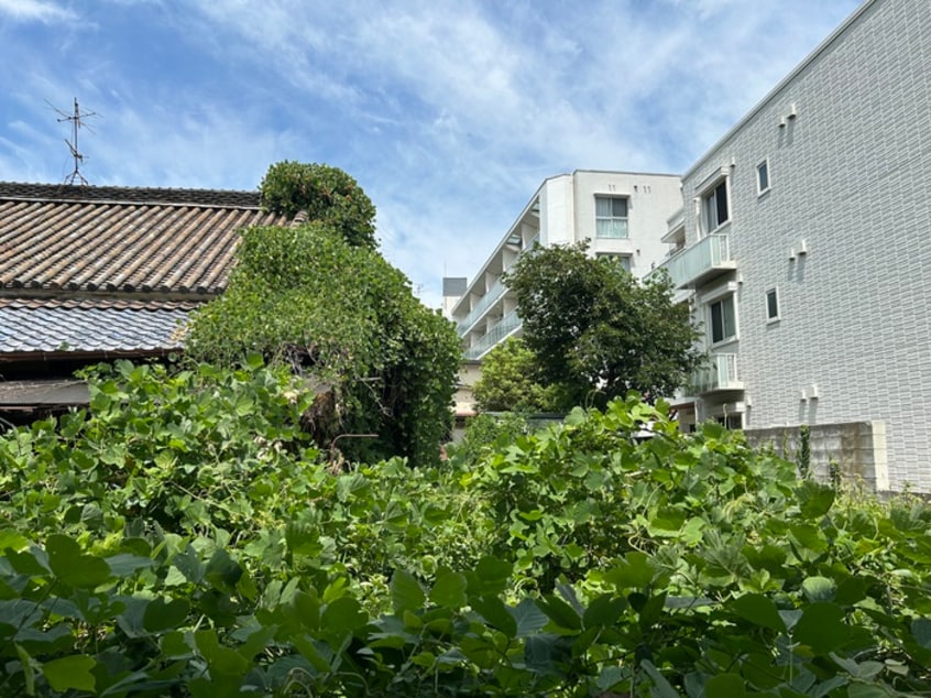 室内からの展望 チョコブラック