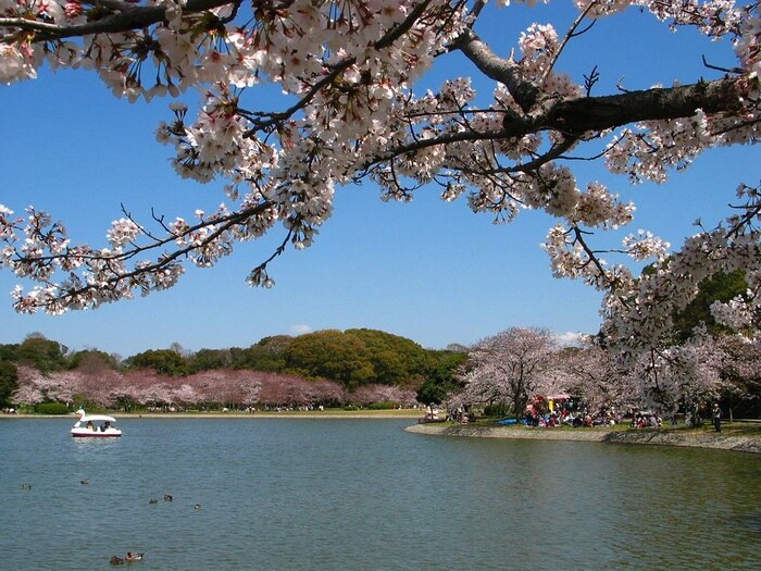 明石公園(公園)まで1500m ベッセル明石