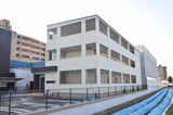 ハルミモザ