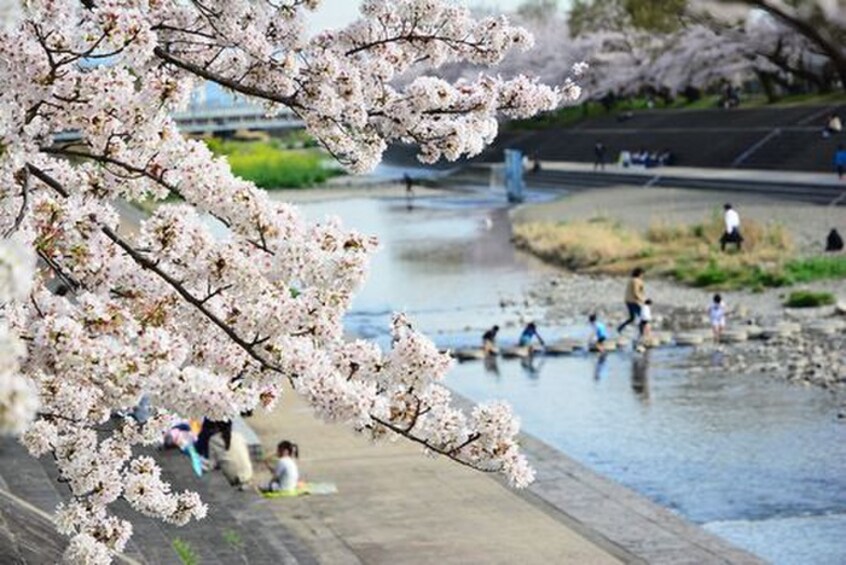 芥川桜堤公園(公園)まで550m サンハイツ殿町