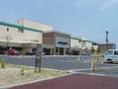 アピタタウン(スーパー)まで1300m グリ－ンパ－クニレの木