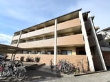 オリーブ白鷺