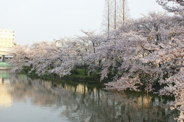 うるし堤公園(公園)まで160m 北桑マンション