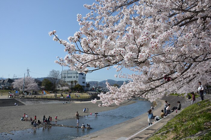 芥川桜堤公園(公園)まで850m ヌヴェール木村