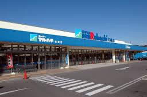 マルハチ(スーパー)まで250m フロール桃山台