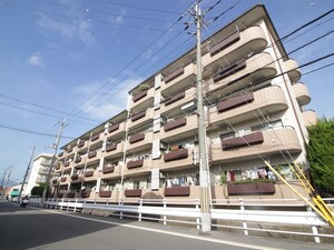 エバーグリーン桂