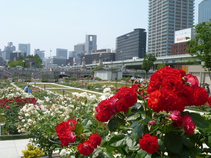 靭公園(公園)まで10m フレンテ靱公園