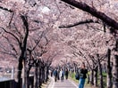 毛馬桜之宮公園(公園)まで70m JMFレジデンス桜ノ宮