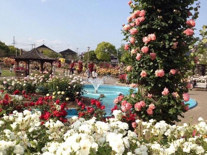 若園バラ公園(公園)まで550m Ｄｉｏ花水木