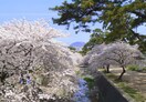 夙川公園(公園)まで15m 夙川ダイヤハイツ