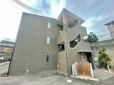 アンプルールフェール樹