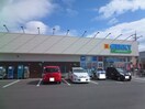 ゲンキー稲永錦町店(ドラッグストア)まで248m ヒラソル