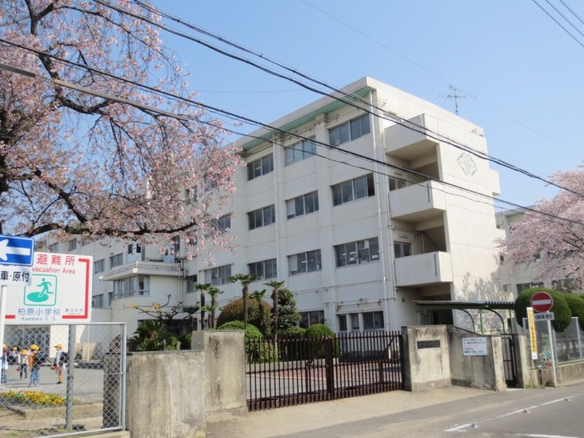 柏原小学校(小学校)まで1010m ＣＨＥＺＴＯＩ．ＭＹ