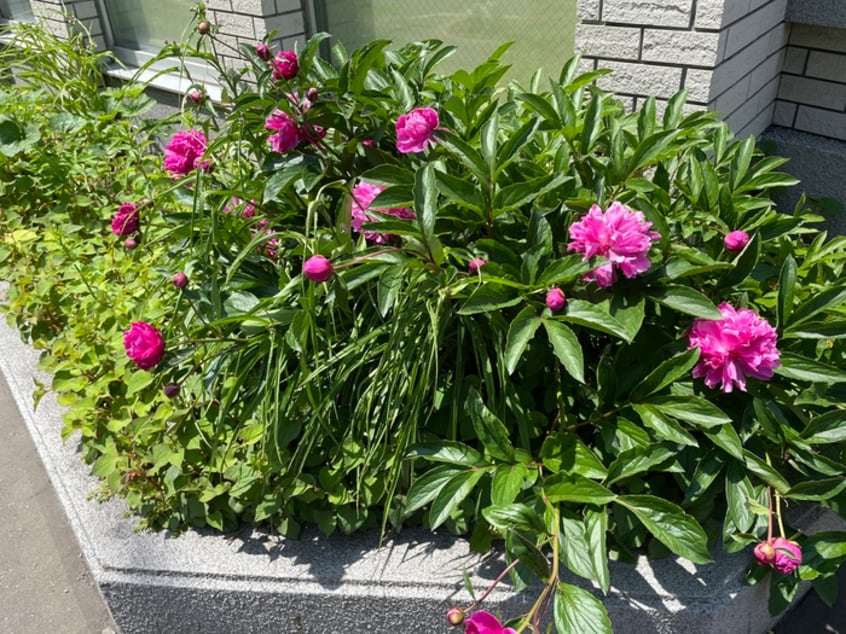 エントランス部分 フォ－トゥフル北大前