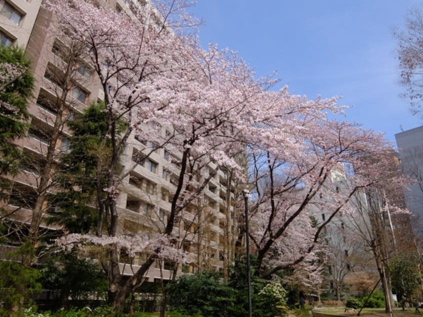 五橋公園(公園)まで74m ｱｯﾌﾟﾙﾀﾜ-ｽﾞ仙台ｱﾍﾞﾘｱﾀﾜ-(1003)