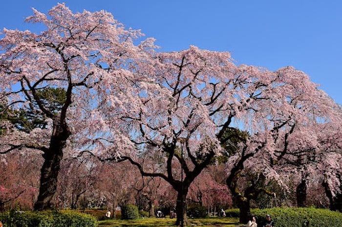 榴岡公園(公園)まで898m フォートレジデンス小田原八幡