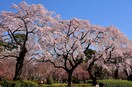榴岡公園(公園)まで898m フォートレジデンス小田原八幡