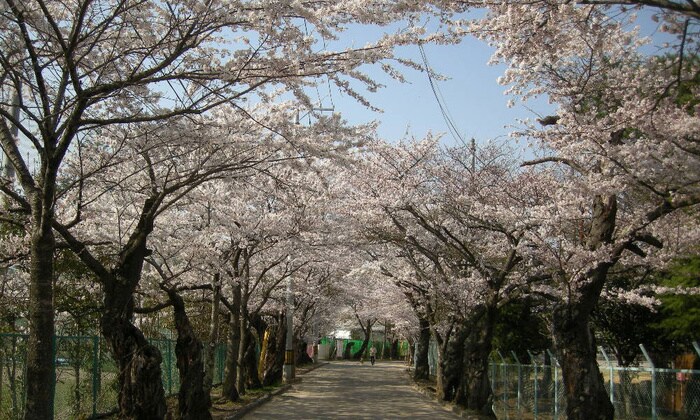 向山中央公園(公園)まで950m ゆり荘