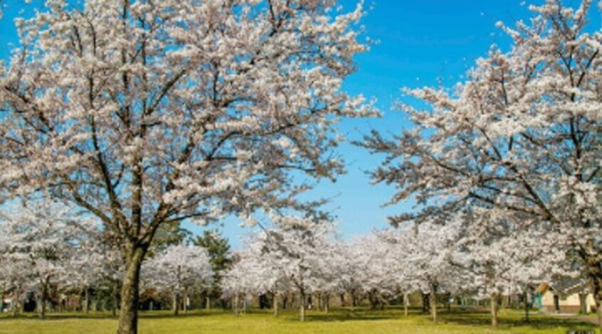 西公園(公園)まで200m ｸﾞﾗﾝﾄﾞﾛｱｰﾙ仙台西公園(502)