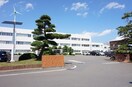 東松島市役所(役所)まで1850m 楓の樹