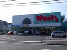 ウォンツ(ドラッグストア)まで590m 新納マンション