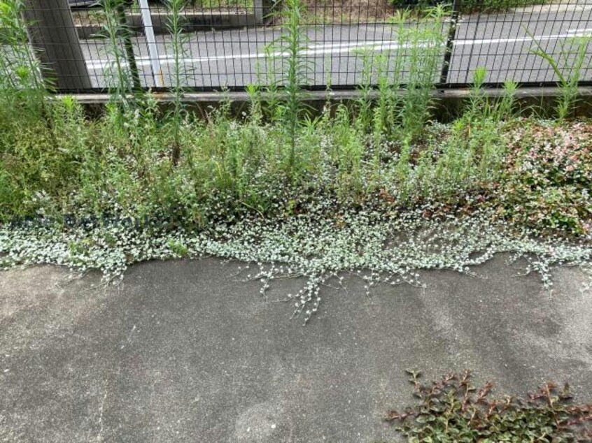 同建物別部屋 ヒルズ晃梅