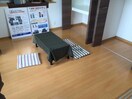  グレイスプルメリア
