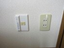  マルイハイビスカス