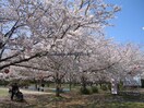 鹿島城山公園(公園)まで772m ロワイヤルユウ鹿島