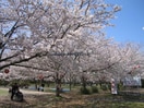 鹿島城山公園(公園)まで772m ロワイヤルユウ鹿島